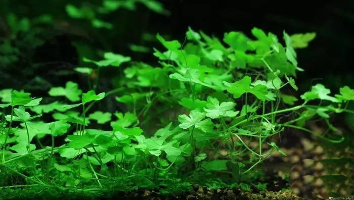 A tutorial on the method of growing grass