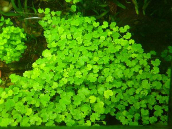 A tutorial on the method of growing grass