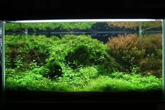 A tutorial on the method of growing grass