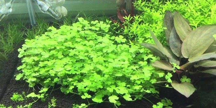 A tutorial on the method of growing grass