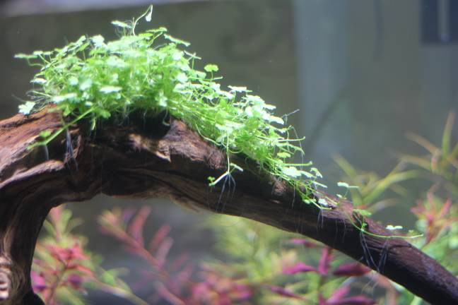 A tutorial on the method of growing grass