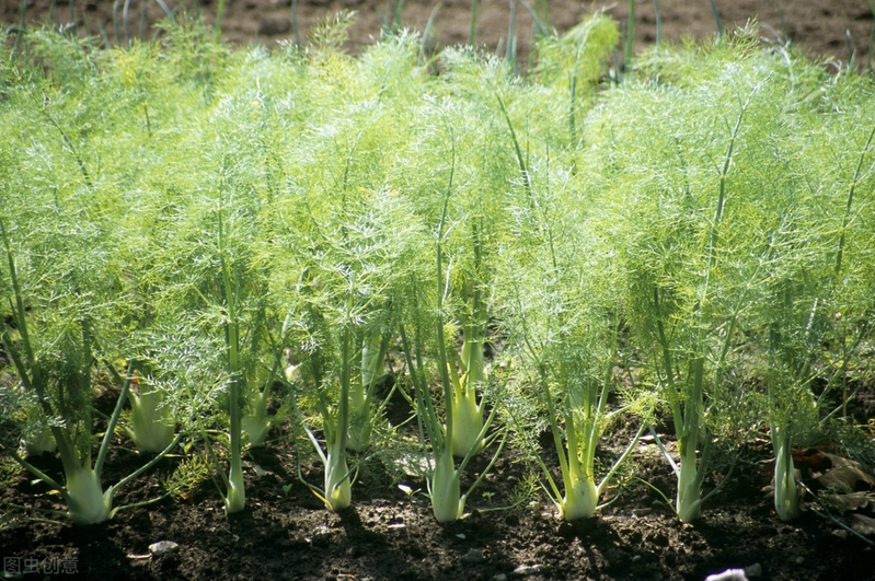 The technology and time of thorium cultivation