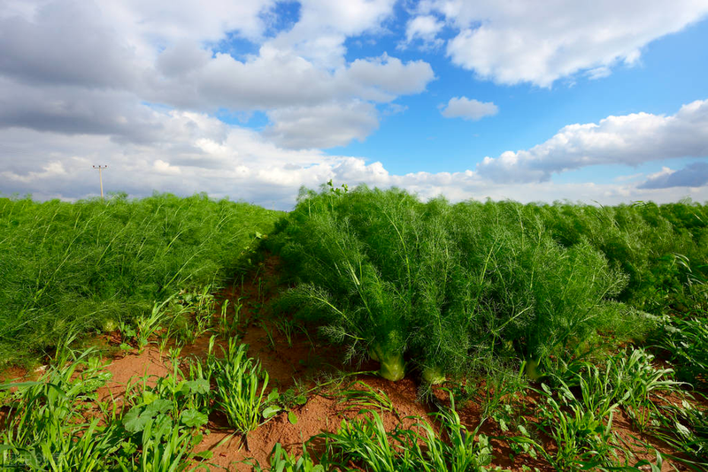 The technology and time of thorium cultivation