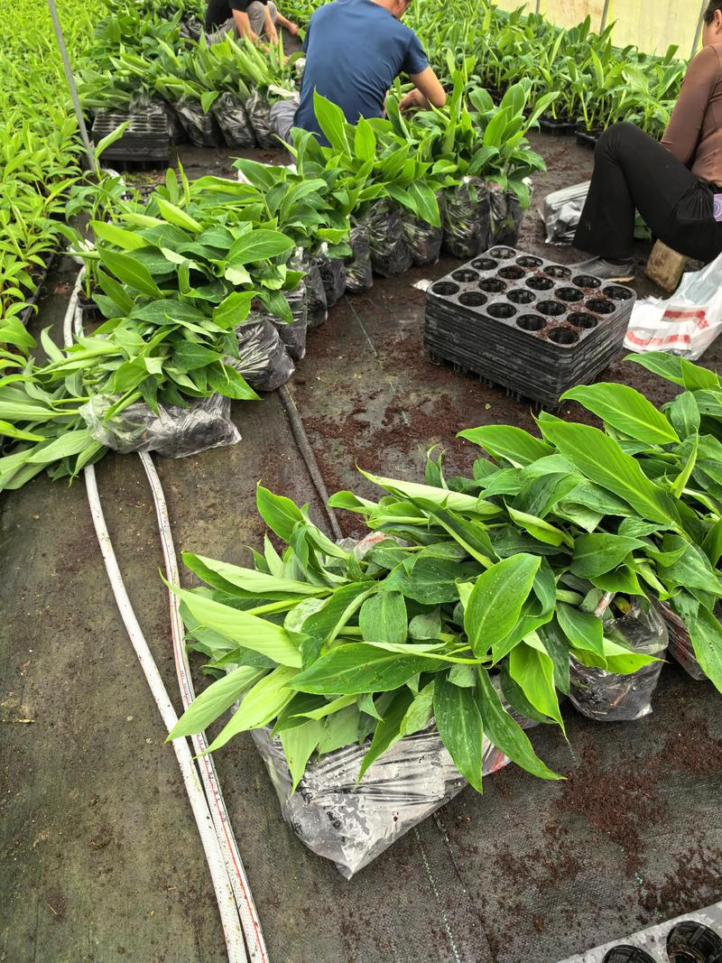 Short powder one miller