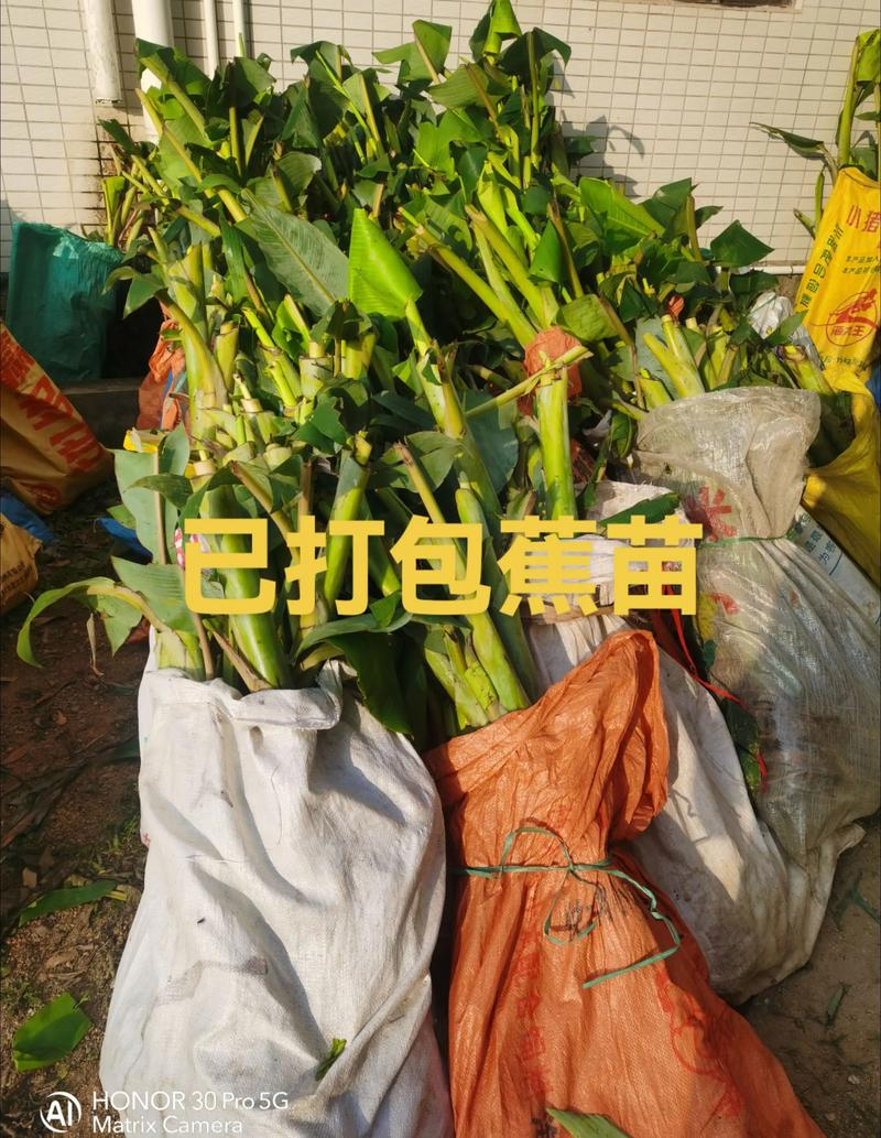 Short powder one miller