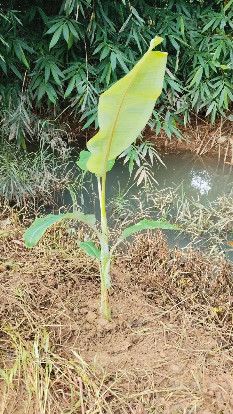 Short powder one miller