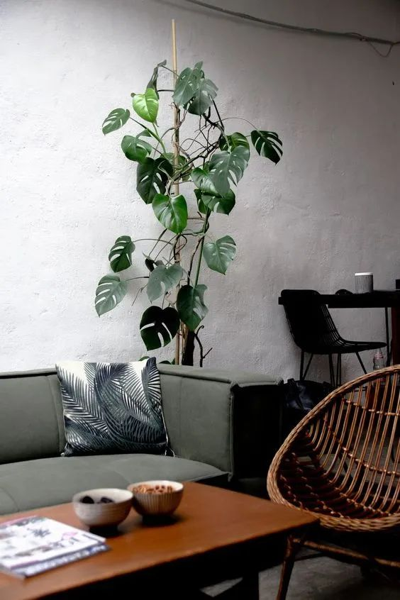 Plants suitable for indoor cultivation