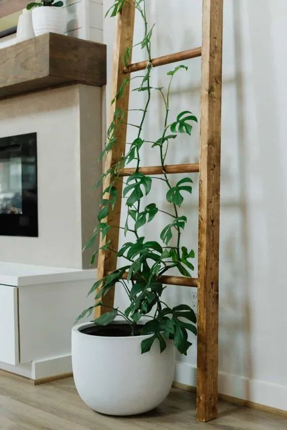 Plants suitable for indoor cultivation