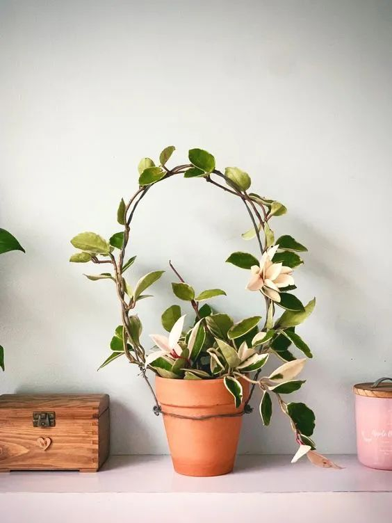 Plants suitable for indoor cultivation