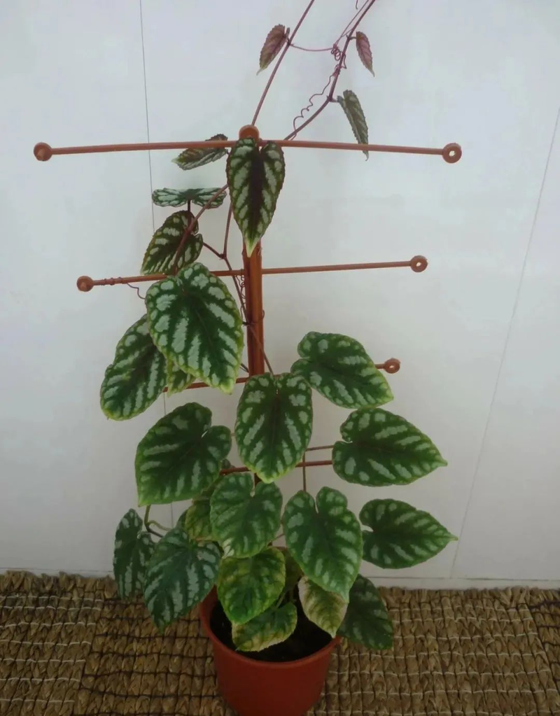 Plants suitable for indoor cultivation