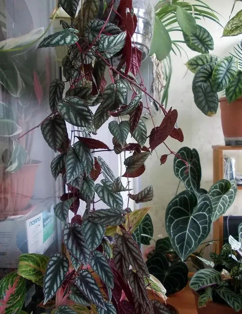 Plants suitable for indoor cultivation