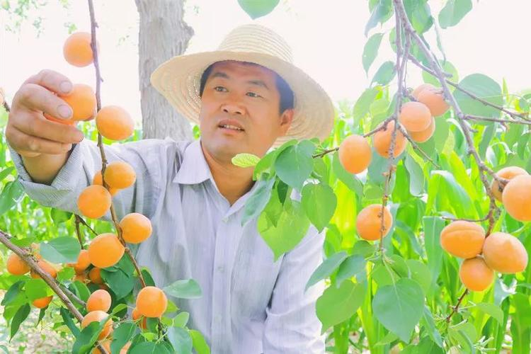 丰园77杏树种植技术