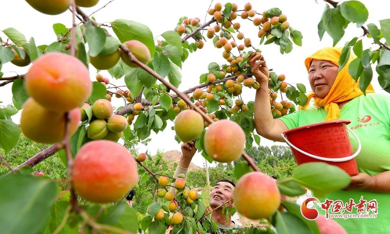 丰园77杏树种植技术