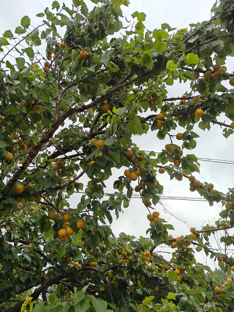 丰园77杏树种植技术