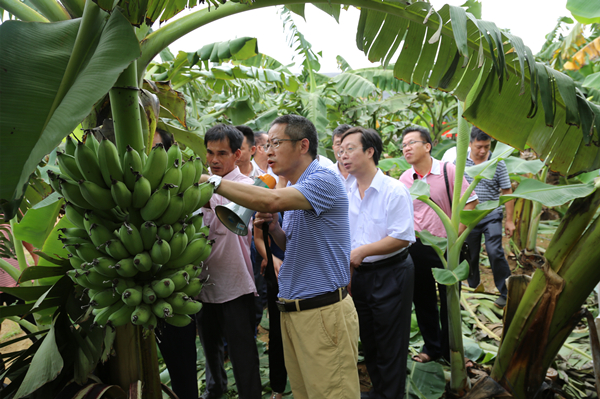 粉蕉矮化育种取得重要突破