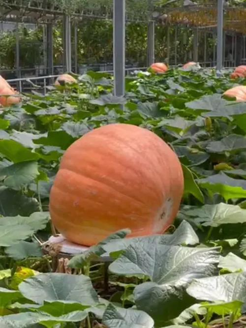 Large pumpkin cultivation techniques