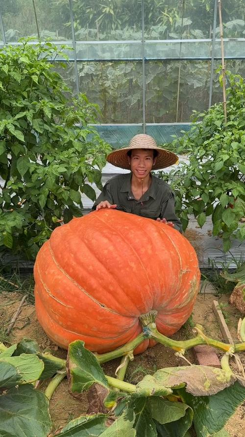 Large pumpkin cultivation techniques