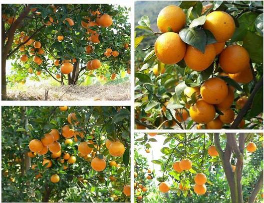 Management of citrus tree planting