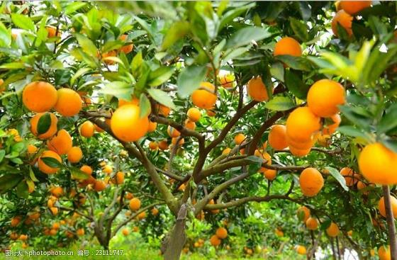 Management of citrus tree planting