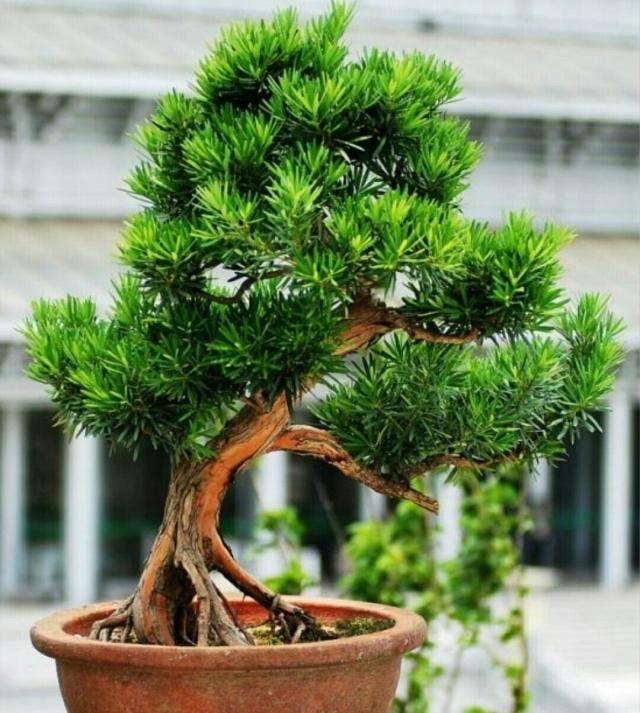 Plants suitable for indoor cultivation