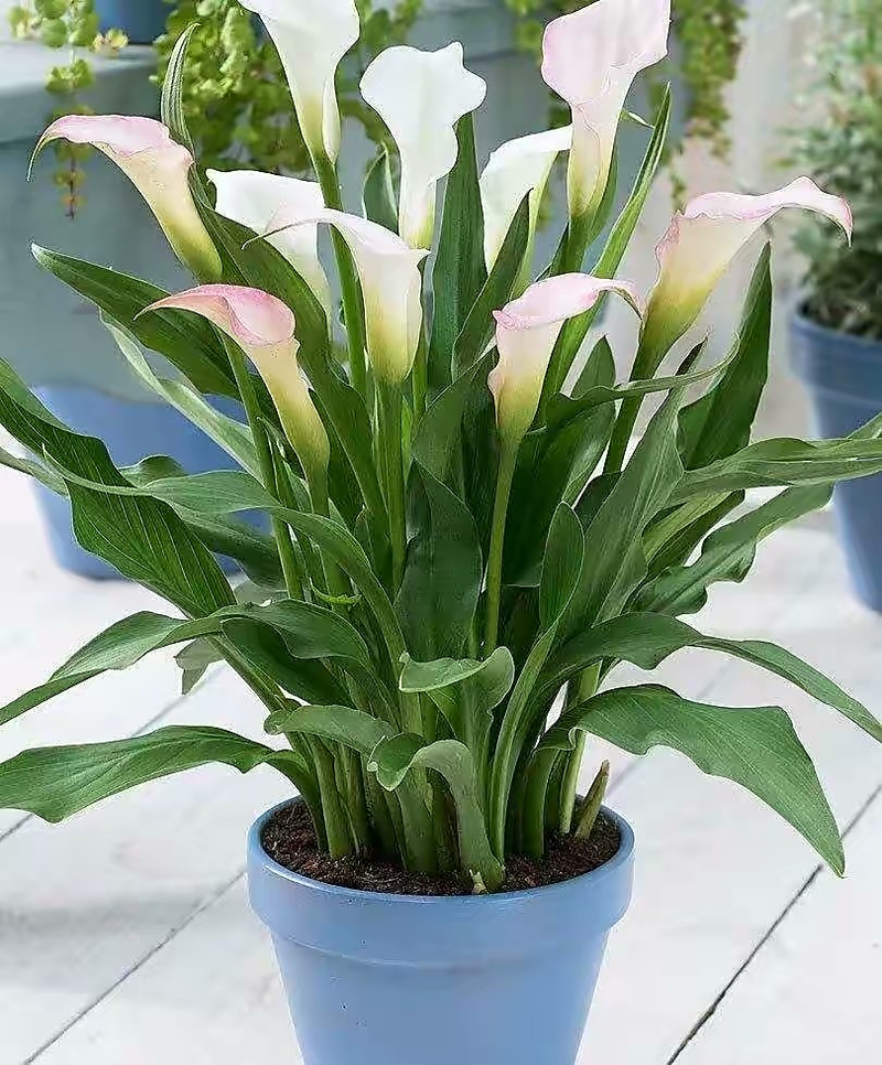 Plants suitable for indoor cultivation