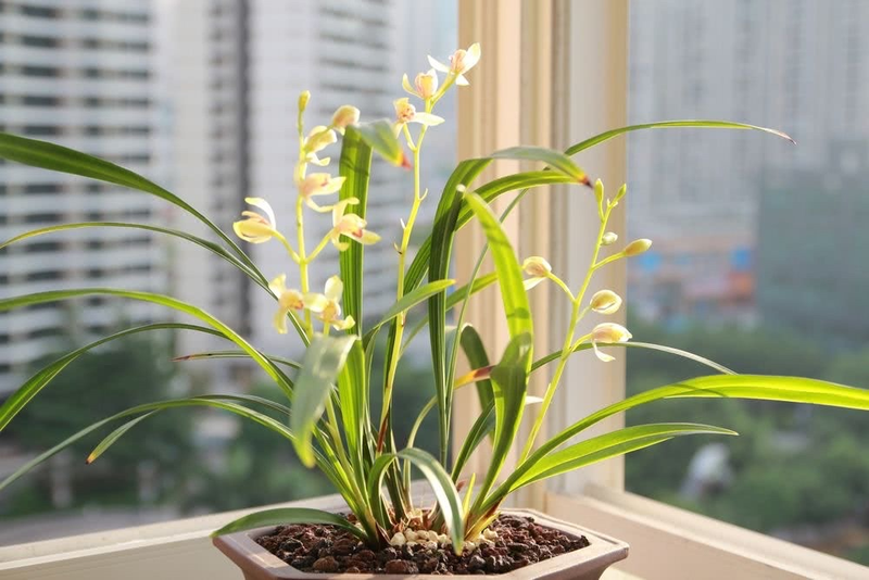 Plants suitable for indoor cultivation