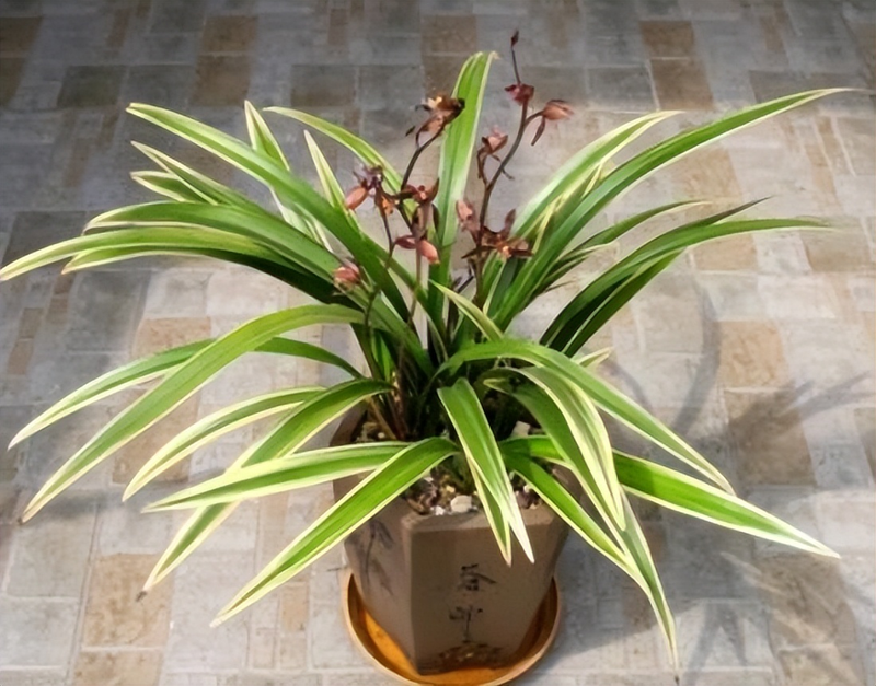 Plants suitable for indoor cultivation