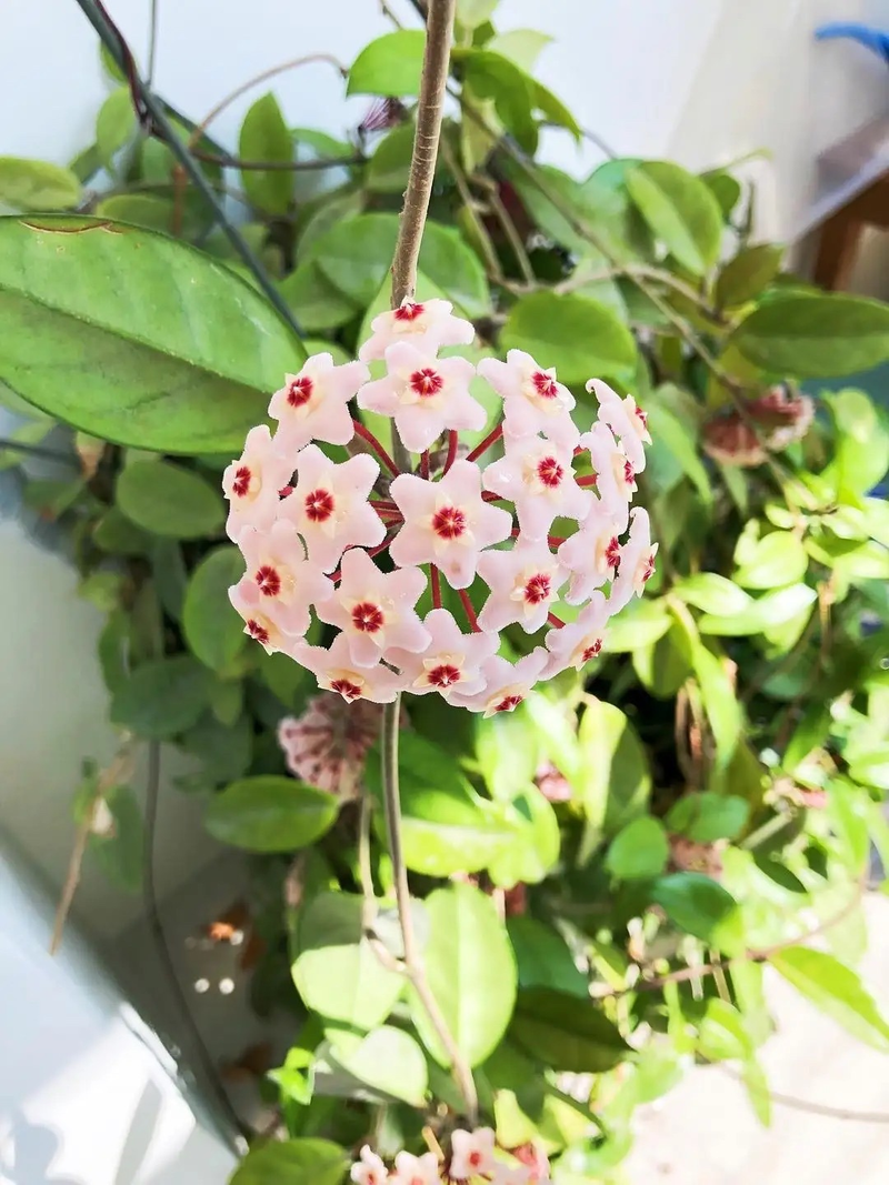 Plants suitable for indoor cultivation