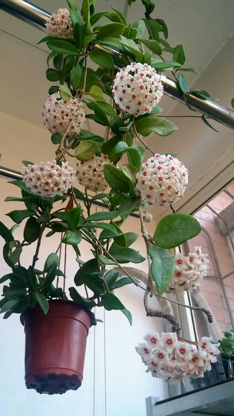 Plants suitable for indoor cultivation