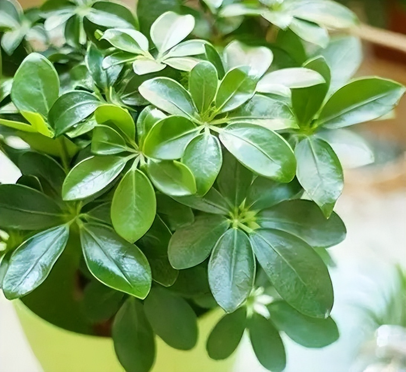 Plants suitable for indoor cultivation