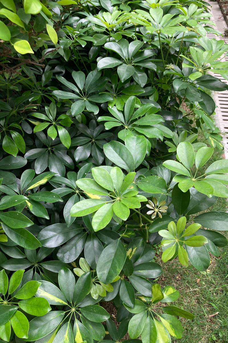 Plants suitable for indoor cultivation