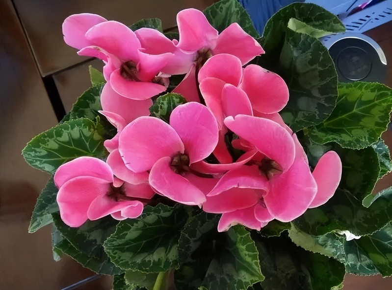 Plants suitable for indoor cultivation