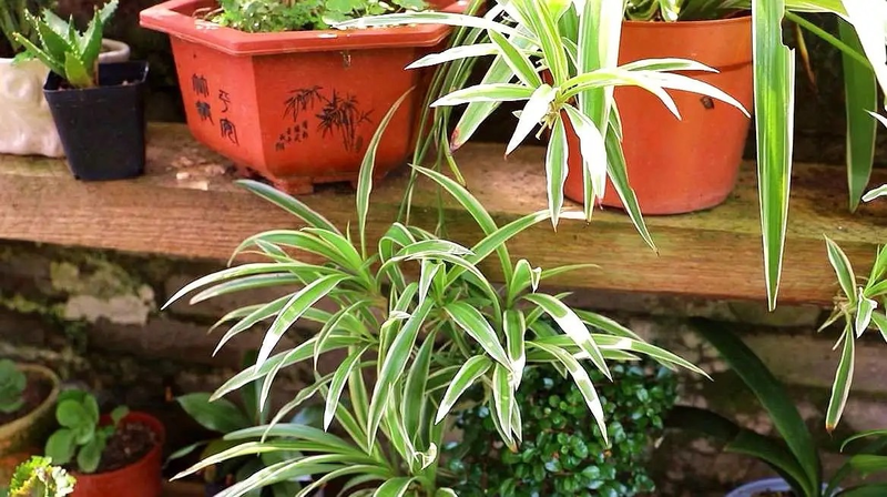 Plants suitable for indoor cultivation