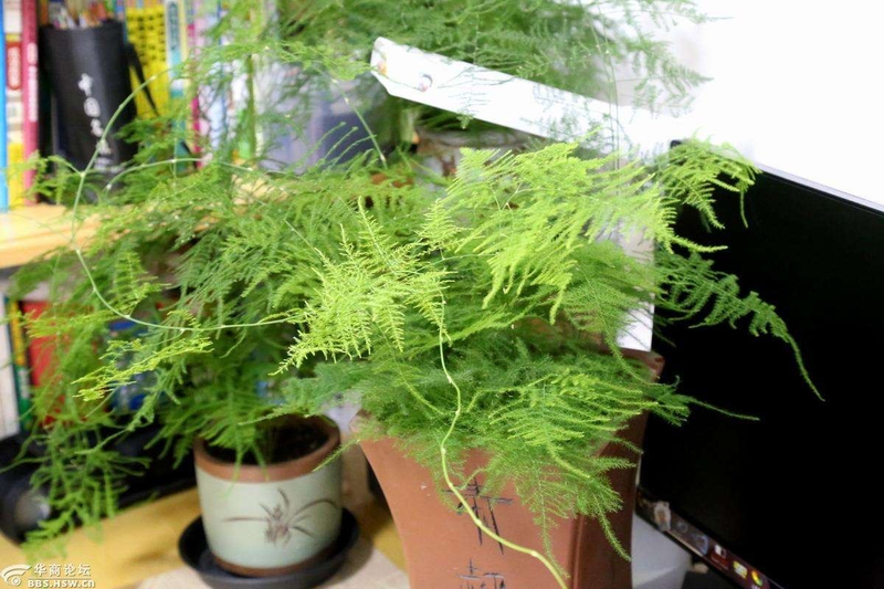 Plants suitable for indoor cultivation