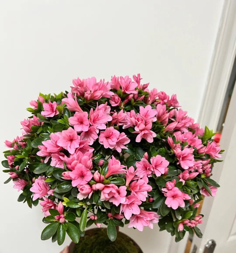 Plants suitable for indoor cultivation