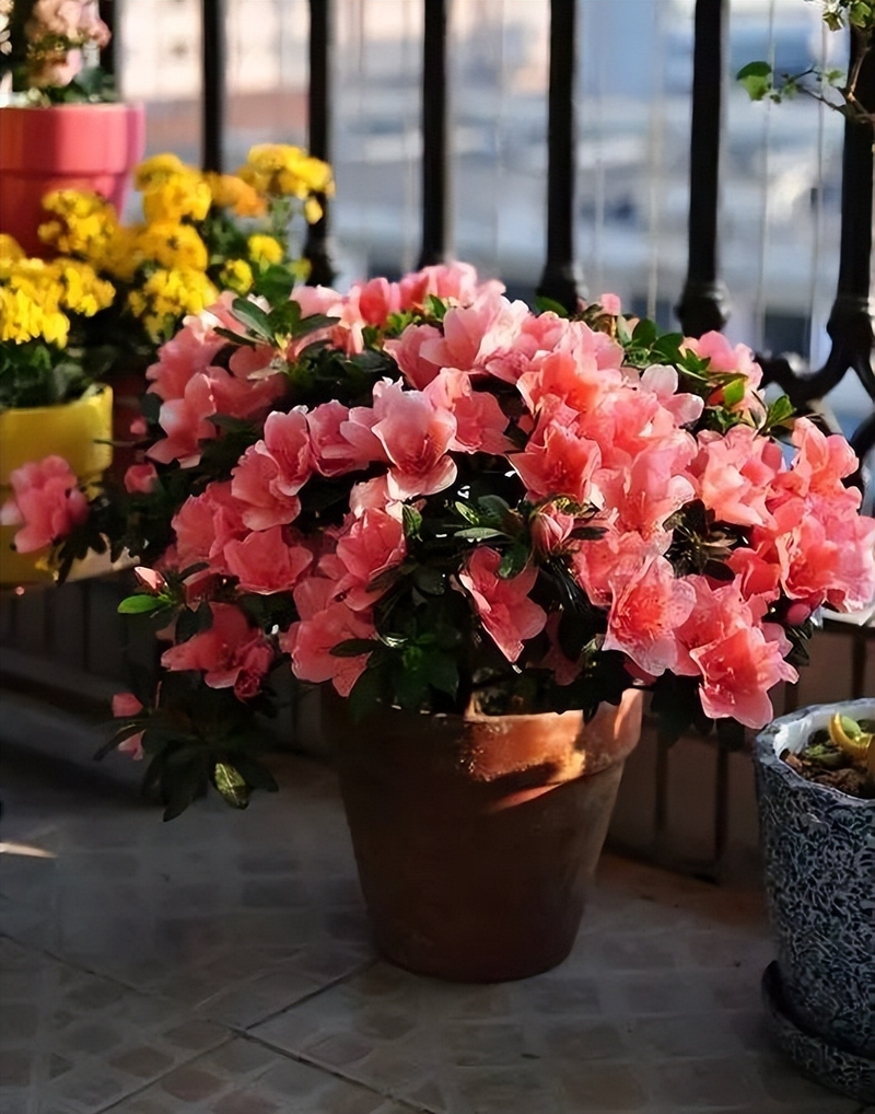 Plants suitable for indoor cultivation