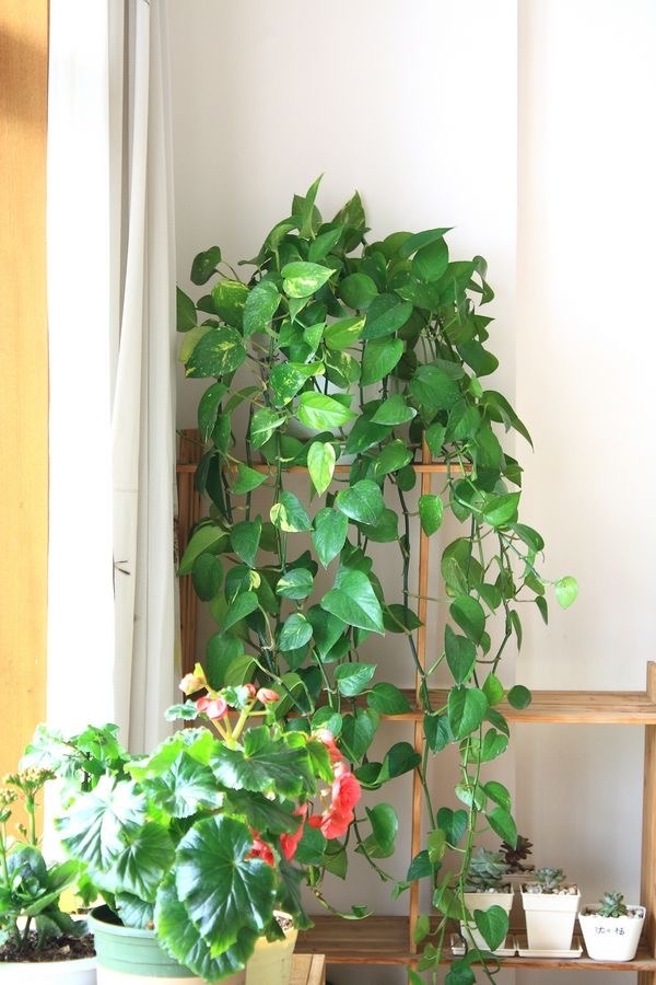 Plants suitable for indoor cultivation