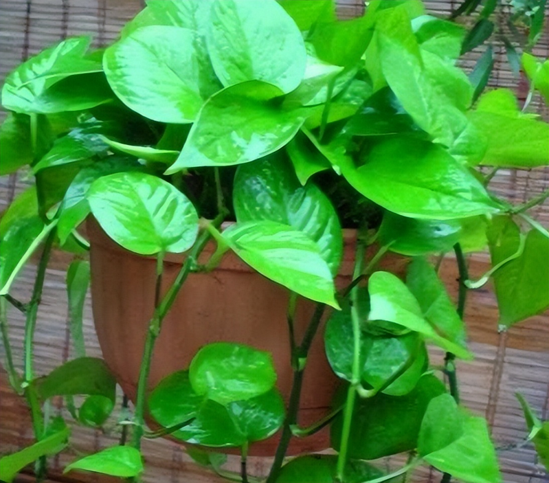 Plants suitable for indoor cultivation