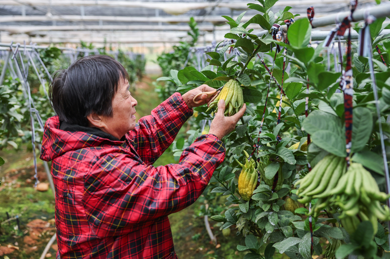 盆栽佛手的种植方法