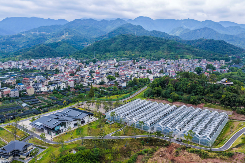 盆栽佛手的种植方法
