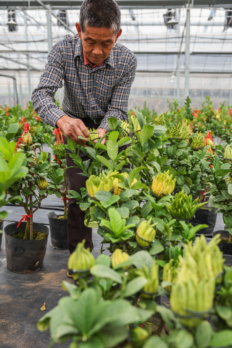 盆栽佛手的种植方法