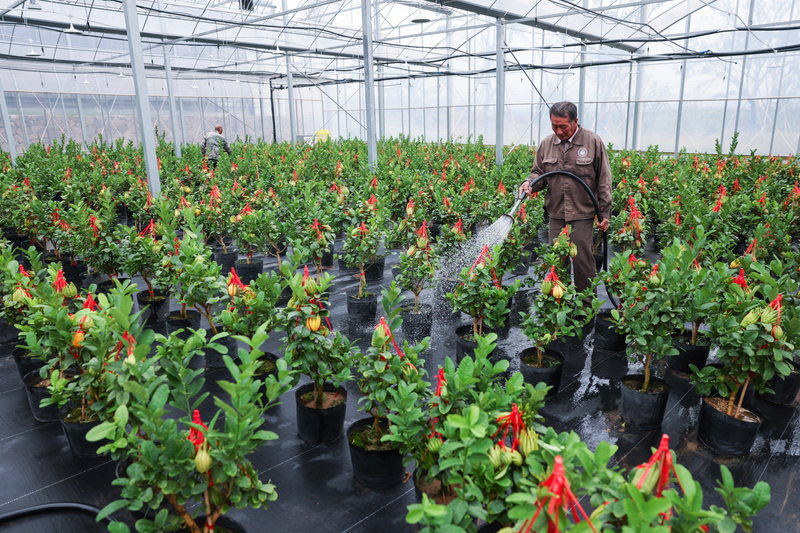 盆栽佛手的种植方法