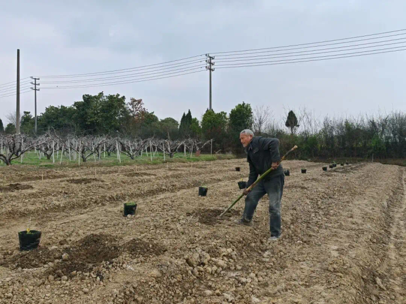 Fruit tree cultivation
