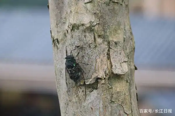 关于蝉的科学小知识