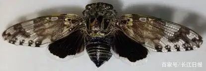 关于蝉的科学小知识