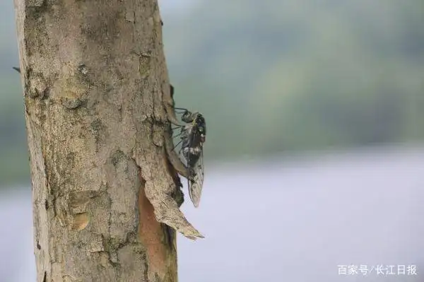 关于蝉的科学小知识
