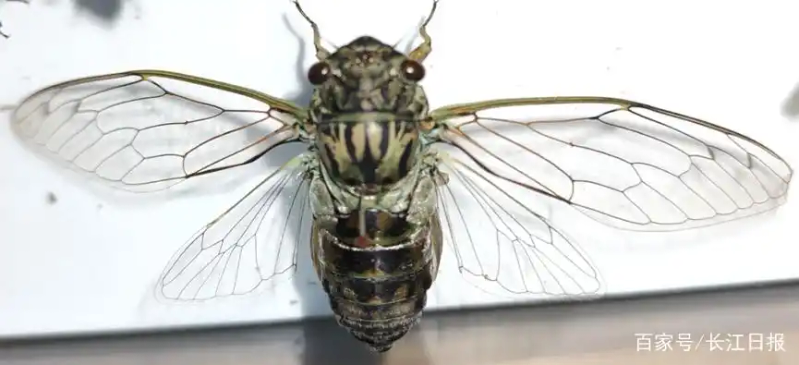 关于蝉的科学小知识