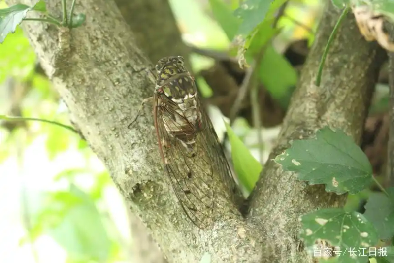 关于蝉的科学小知识