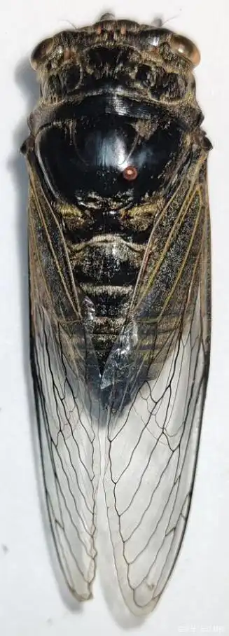 关于蝉的科学小知识