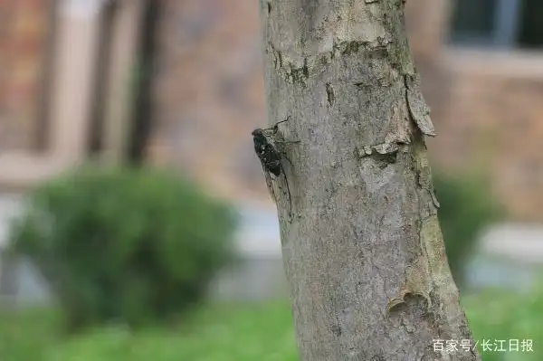 关于蝉的科学小知识